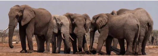 Viagem em grupo para África do Sul — Réveillon na África do Sul